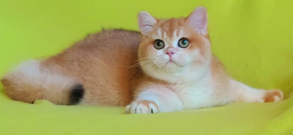 British Shorthair