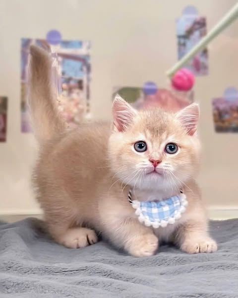 Munchkin