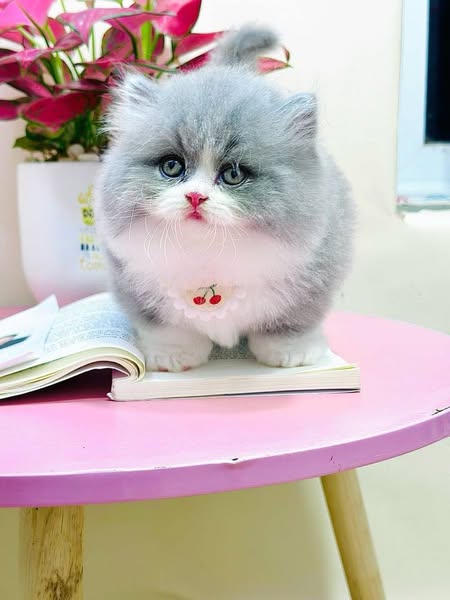 Munchkin Longhair