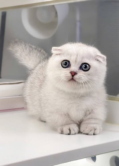 Munchkin Fold
