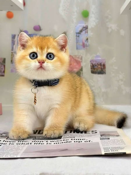 British Shorthair