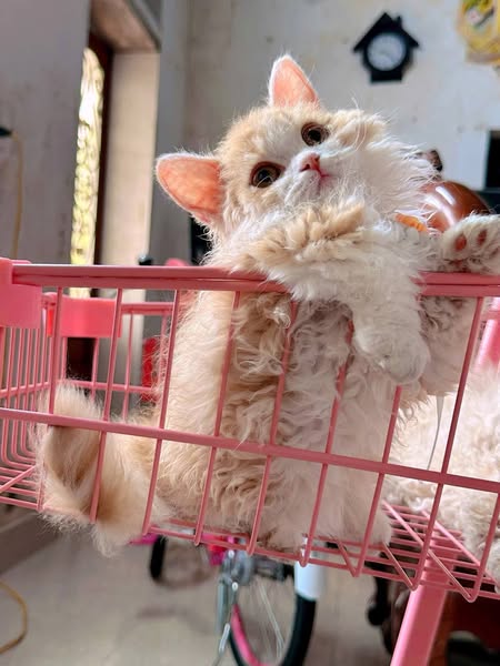 Selkirk Rex Munchkin