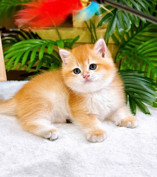 British Shorthair