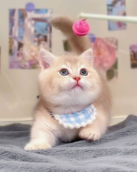 Munchkin