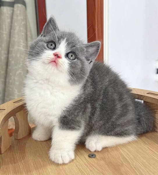 Munchkin