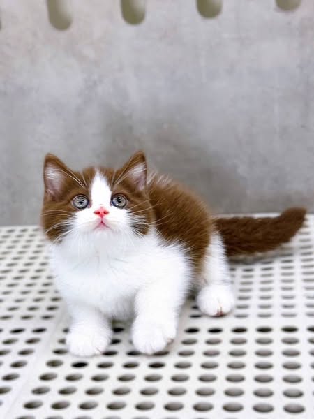Munchkin