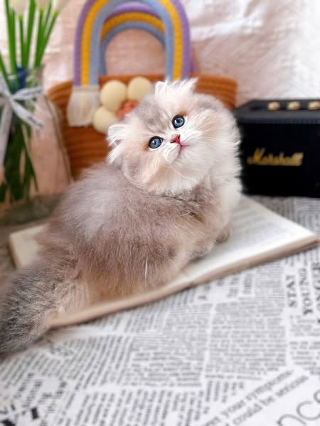 Munchkin Longhair