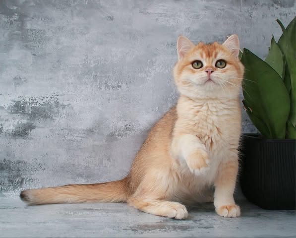 British Shorthair