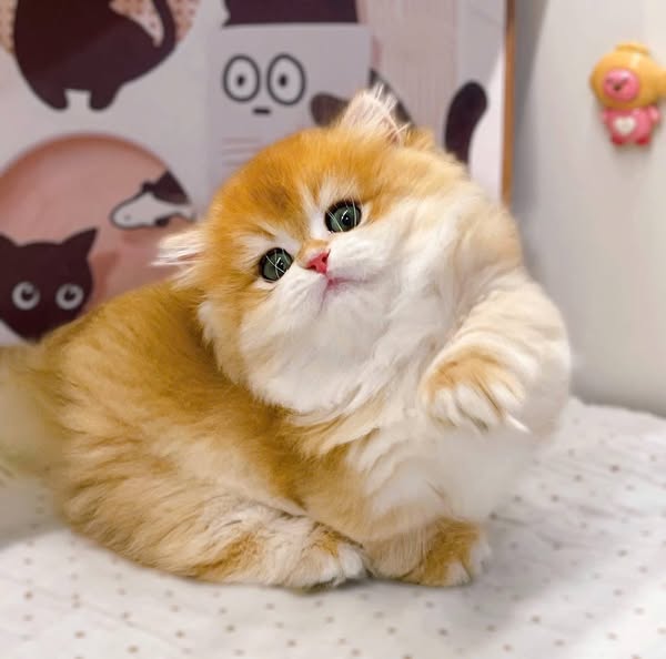 Munchkin Longhair