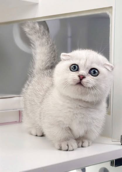 Munchkin Fold