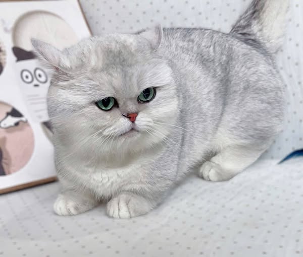 Munchkin