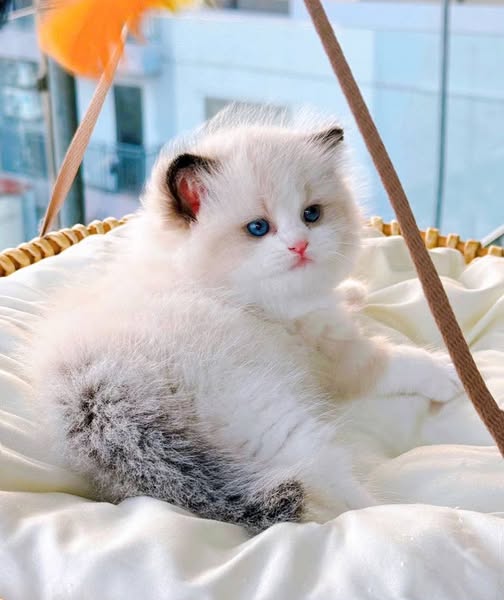 Ragdoll