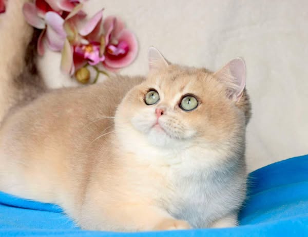 British Shorthair