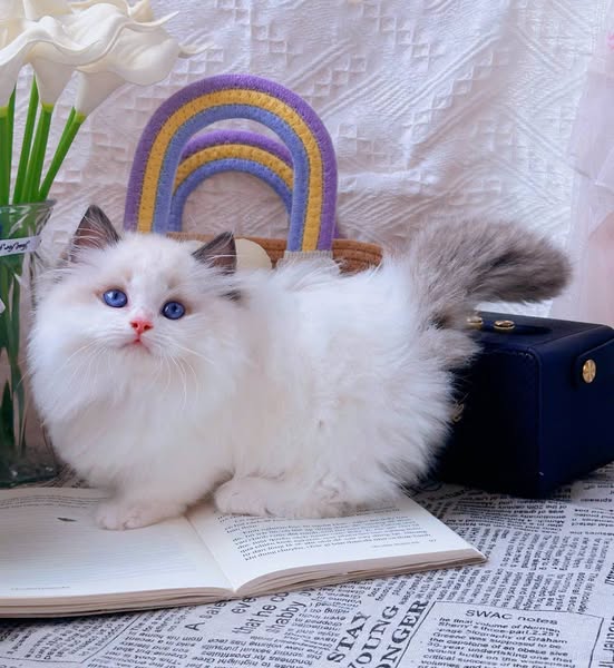 Ragdoll