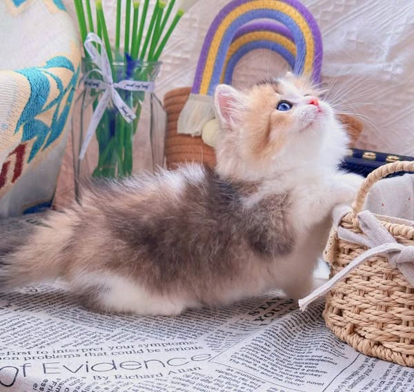 Munchkin Longhair