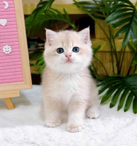 British Shorthair
