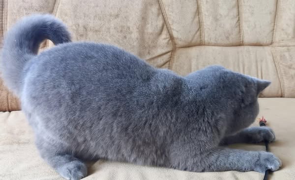 British Shorthair