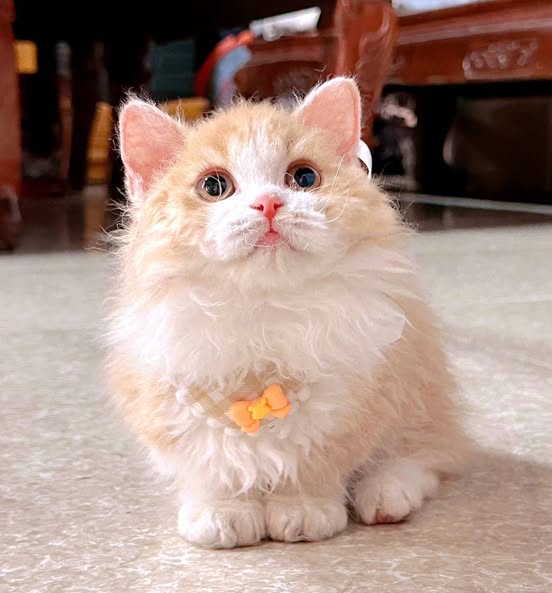 Selkirk Rex Munchkin