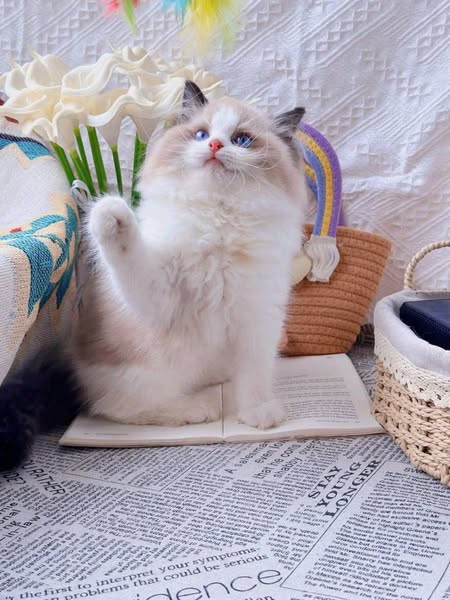 Ragdoll