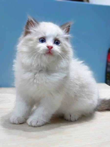 Ragdoll