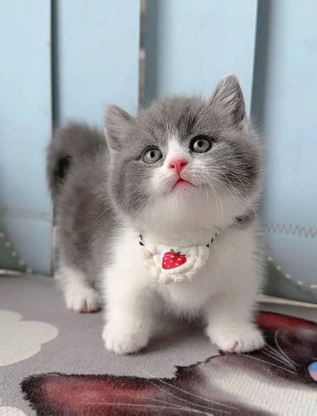 Munchkin