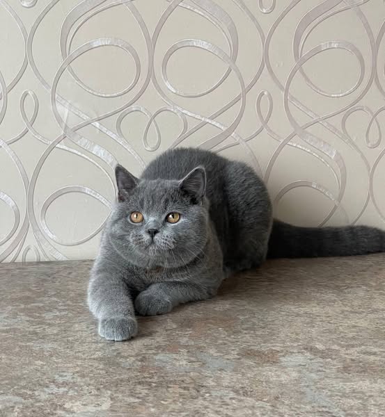 British Shorthair