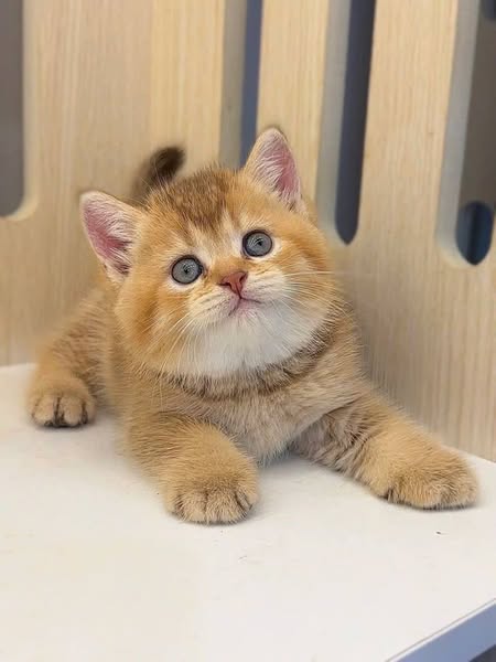 British Shorthair