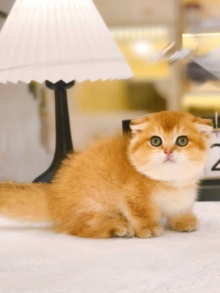 Munchkin Fold