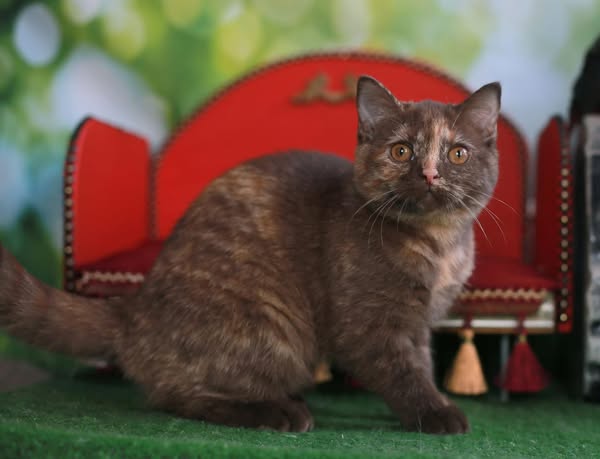 British Shorthair