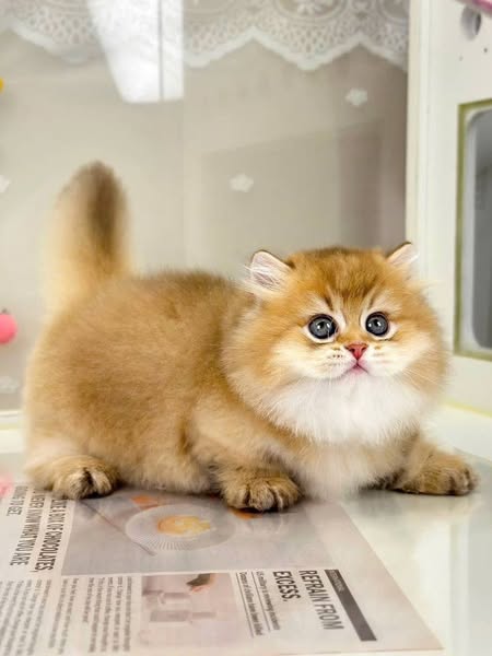 Munchkin Longhair