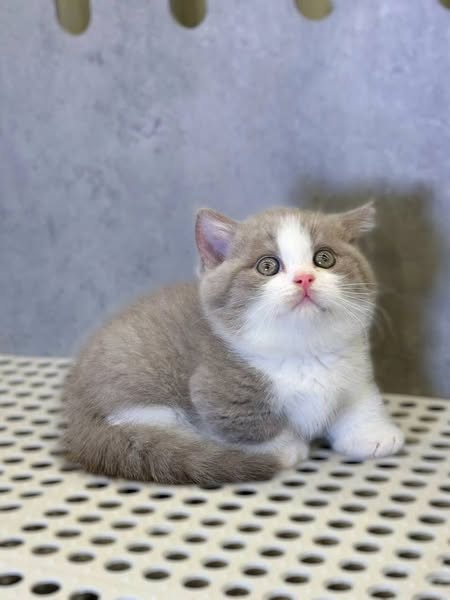 Munchkin
