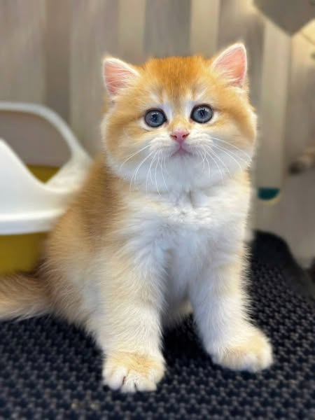 British Shorthair