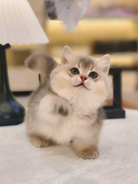 Munchkin