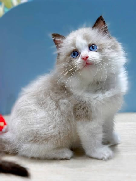 Ragdoll