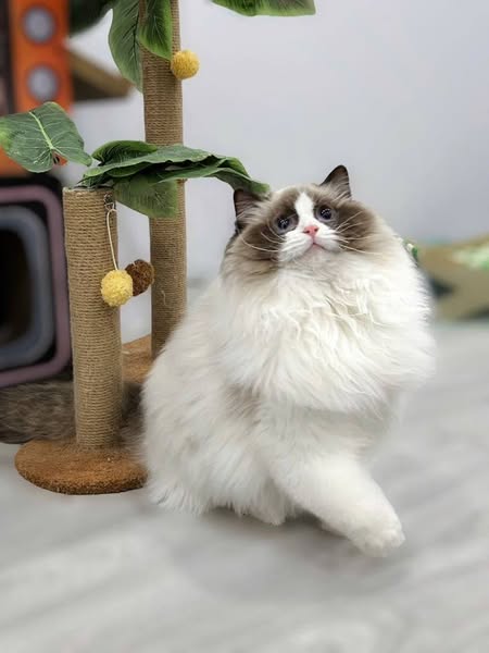 Ragdoll