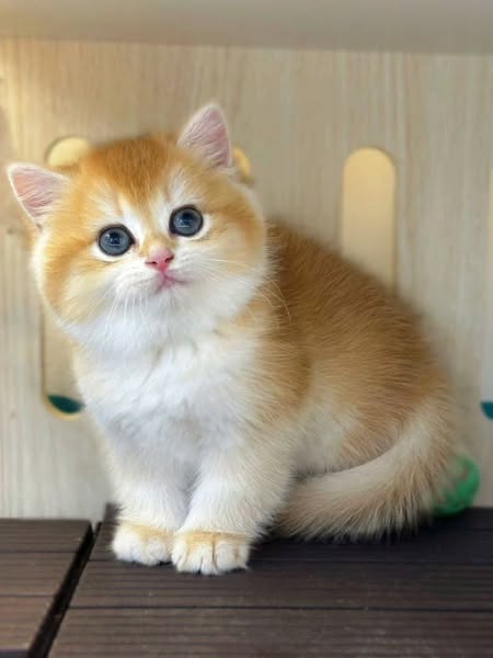 British Shorthair
