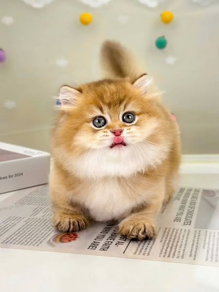 Munchkin Longhair