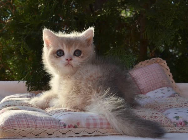 British Shorthair