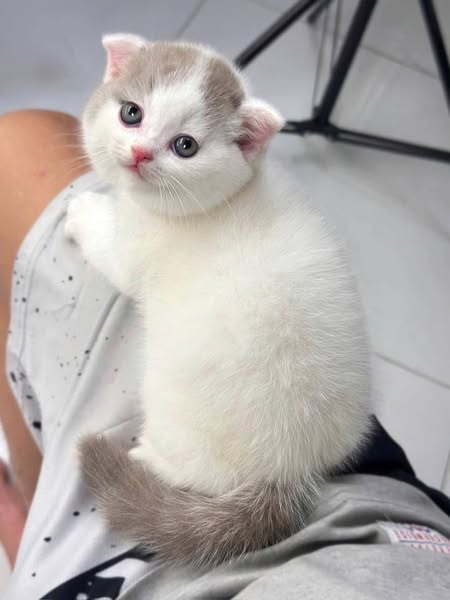 Scottish Fold
