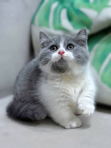 Munchkin