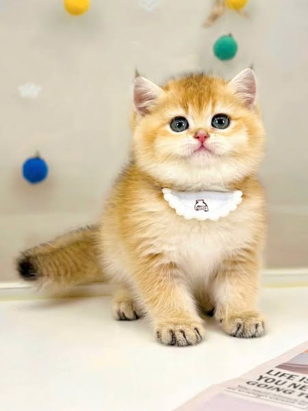 British Shorthair