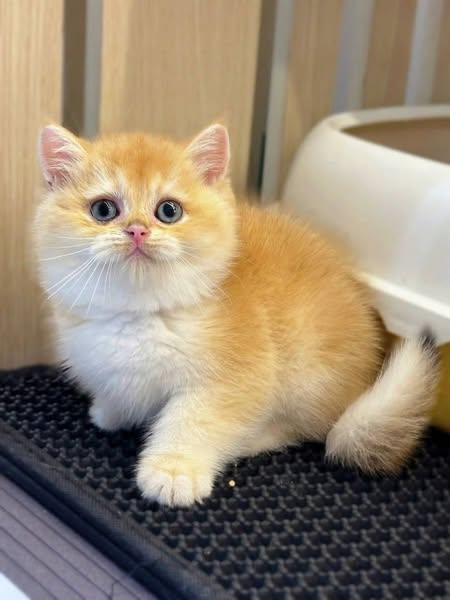 British Shorthair