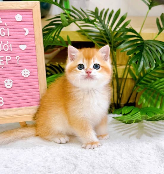 British Shorthair
