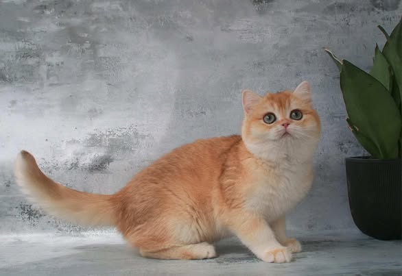British Shorthair