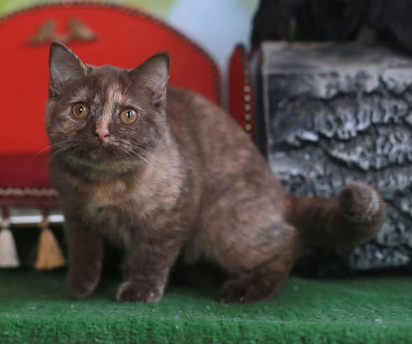 British Shorthair