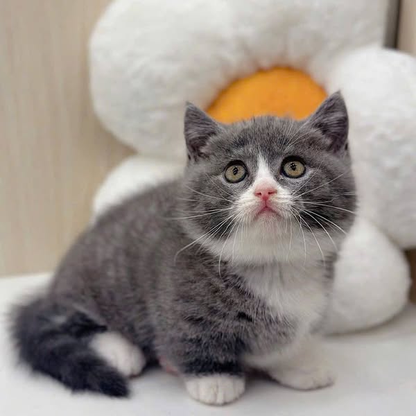 Munchkin