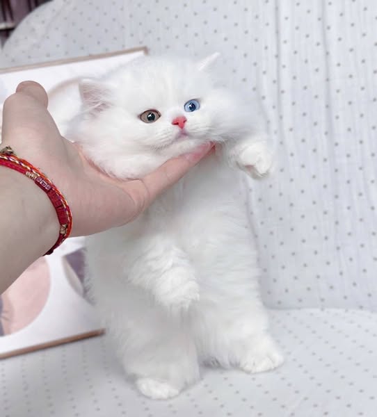 Munchkin Longhair