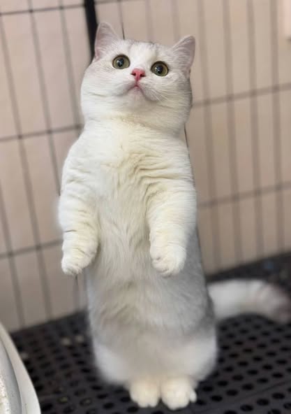 Munchkin