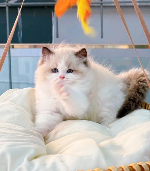 Ragdoll