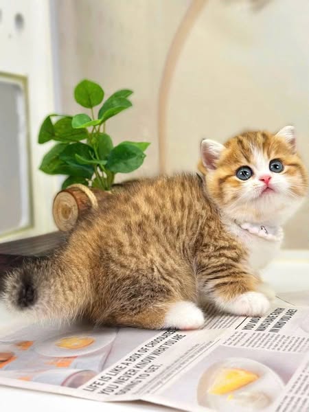 Munchkin